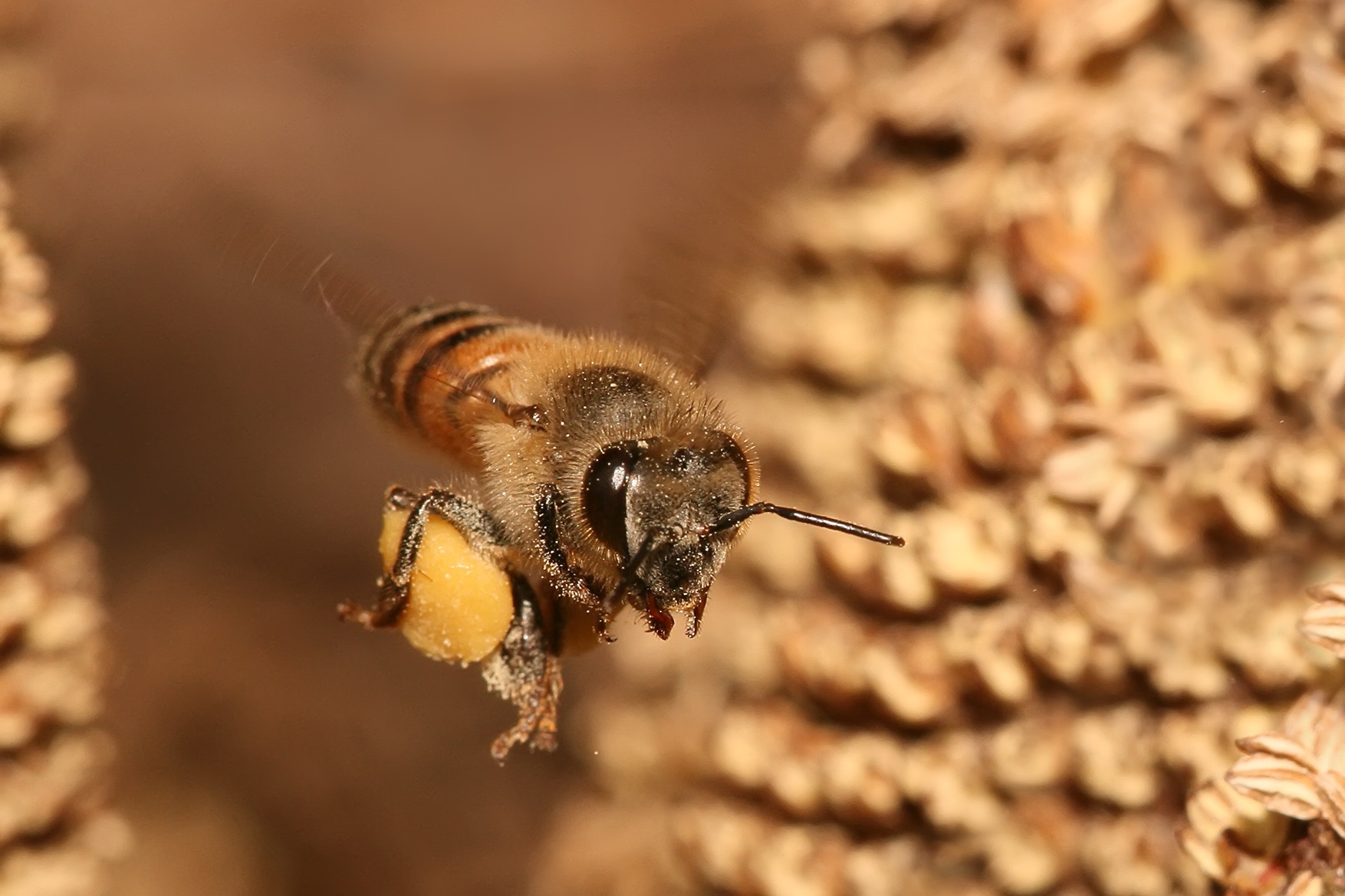 كيف استعمال العسل الملكي
